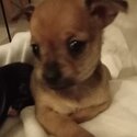 Female chihuahua-0