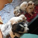 Huskita Puppies -1