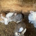 Rabbits for sale-2