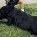 Gentle black Labrador cross Collie-4