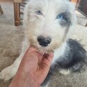 Old English Sheepdog pup-2