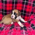 American fawn purebred boxer-2