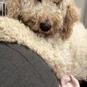 Labradoodle -2