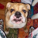 She’s a female British bulldog she’s 10 months old very placid and playful loves kids-2