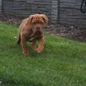 Dogue de Bordeaux puppies-4