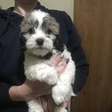 Malshi x Shih Tzu-2