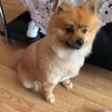 Pomeranian -0