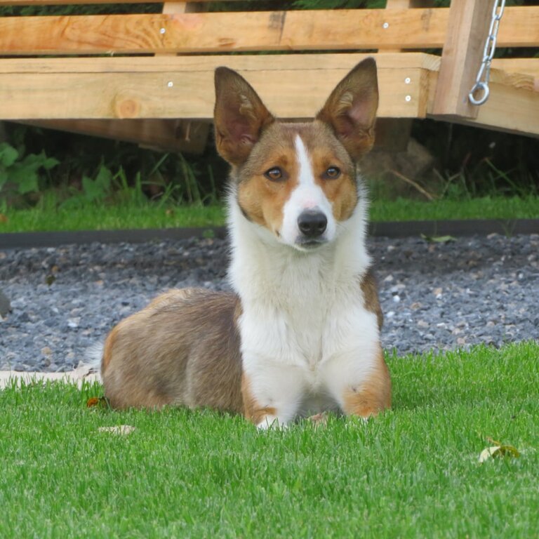 Beautiful border collie for adoption 