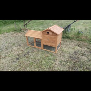 2 male Guinea pigs with hutch and accessories 