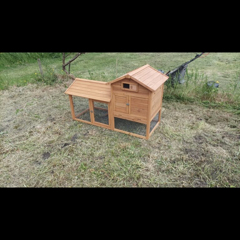 2 male Guinea pigs with hutch and accessories 