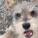 Miniature Schnauzer Cross needs forever home-1