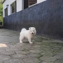 Samoyed Puppy For Adoption -2