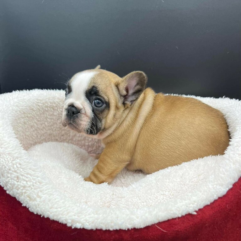 French bulldog puppy 