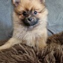 Two pomeranian puppies -3