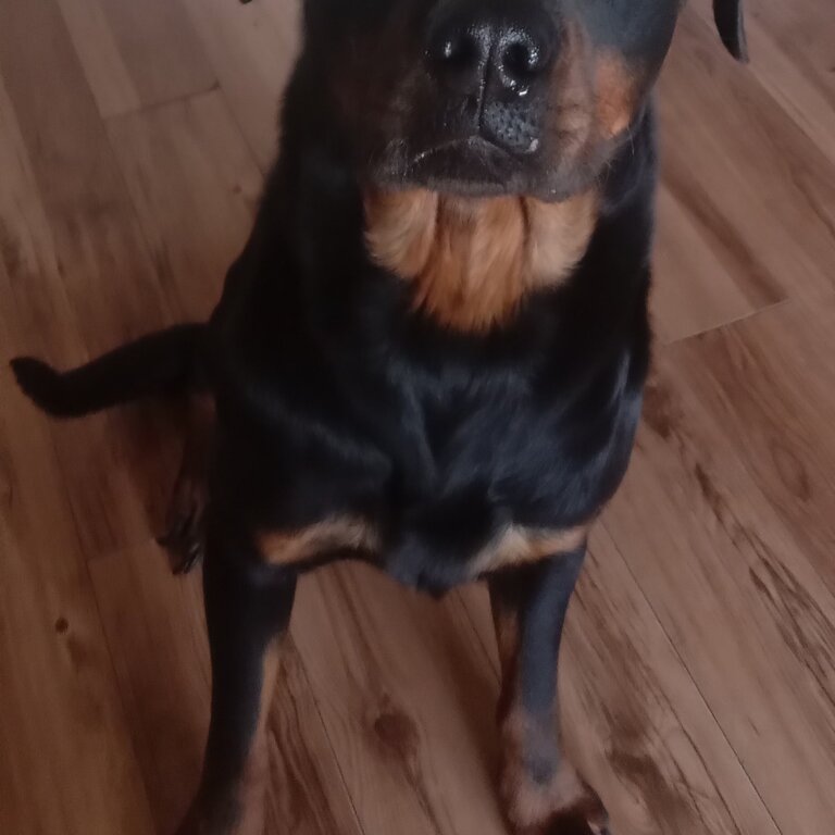 Male Rottweiler for adoption 