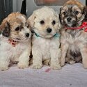 3 female cavachons for sale . Beautiful puppies -1