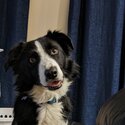 Border Collie for Rehoming -0