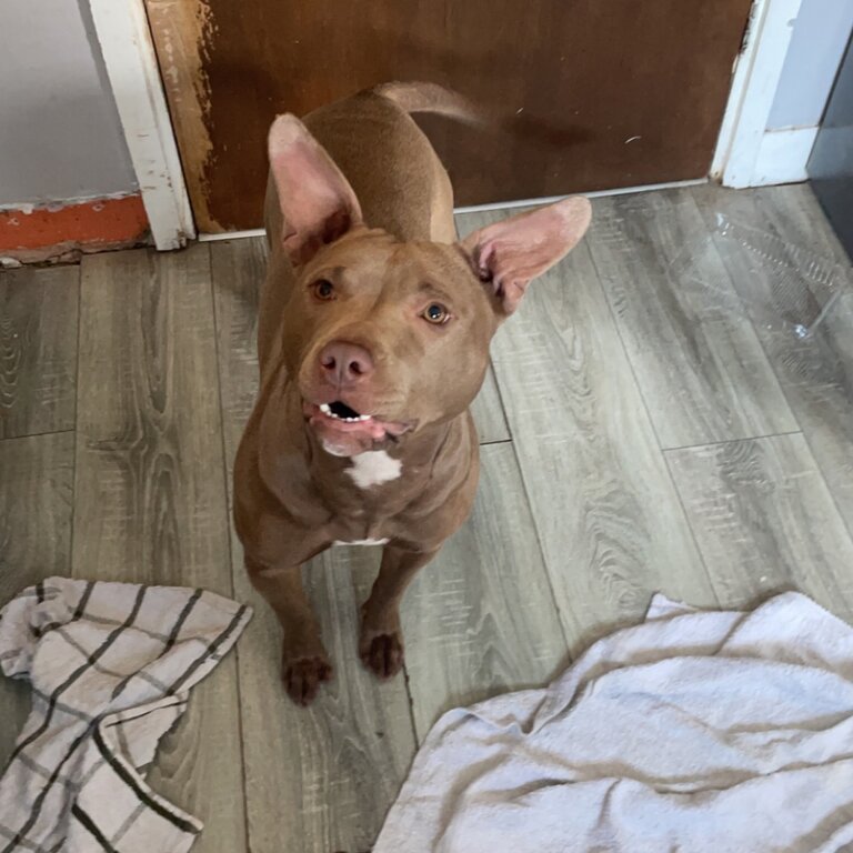 Pitbull 1 year old 