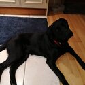 Black lab for sale Rocky -0