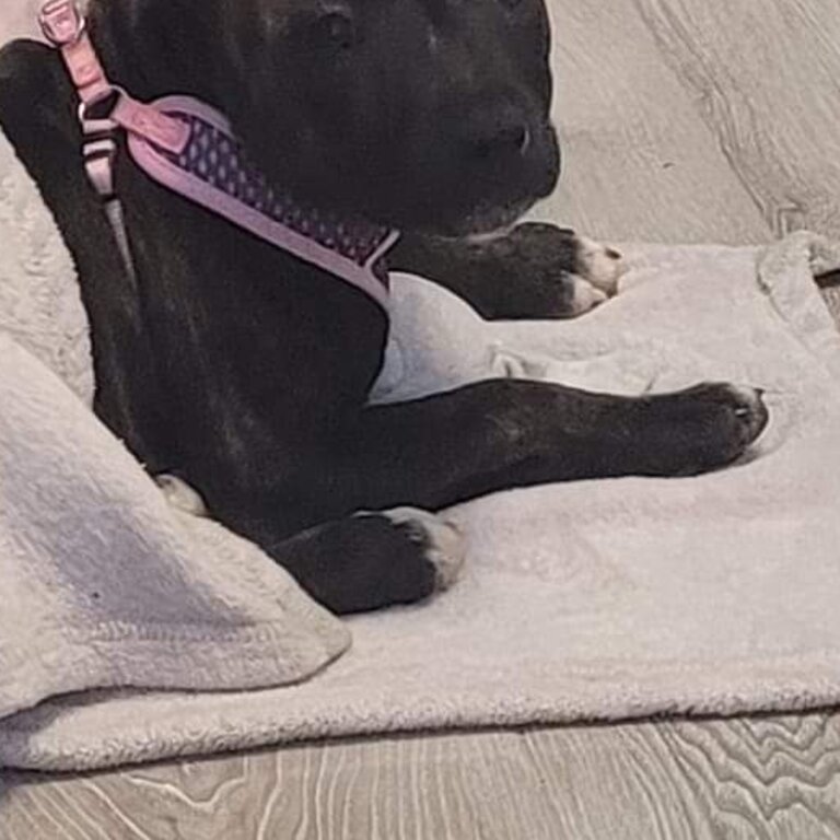 Staffordshire bull terrier ikc reg 