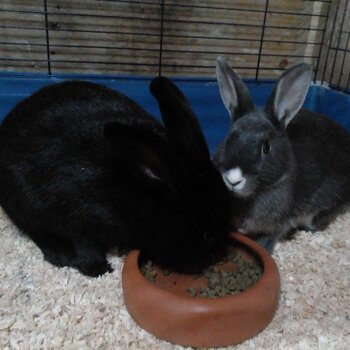 2 rabbits for sale.