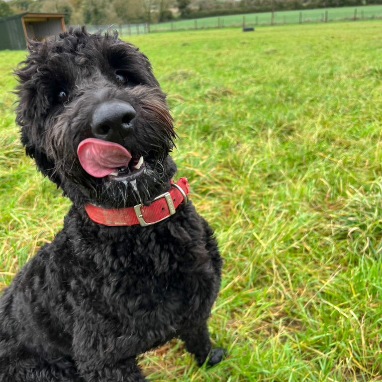 Gentle calm loving Goldendoodle 