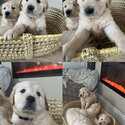 Beautiful IKC (pending) Golden retriever puppies-2