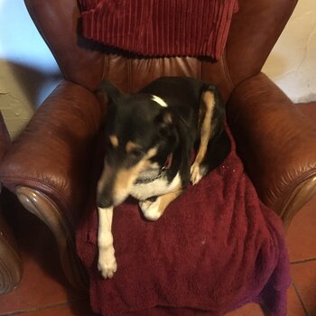 Rare SMOOTH COLLIE pup Tricolour 