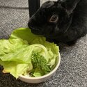 Rabbit for adoption -2