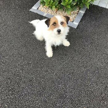 Wire haired Jack Russell .2years old 