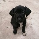 Collie x springer spaniel pups-1