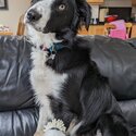 Border Collie for Rehoming -2