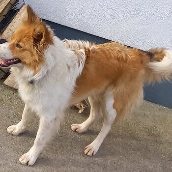 Female border collie young dog