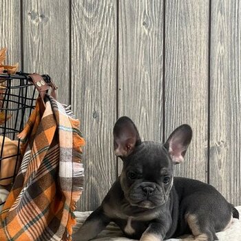 Amazing French Bulldogs Up for Adoption