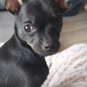 Beautiful fullbreed chihuahua for sale -0