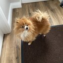 Pomeranian x Chihuahua For Sale-0