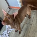 Pitbull 1 year old -1