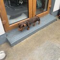 Dachshund miniature -0