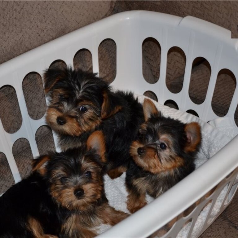 Purebred Tiny Yorkie Puppies