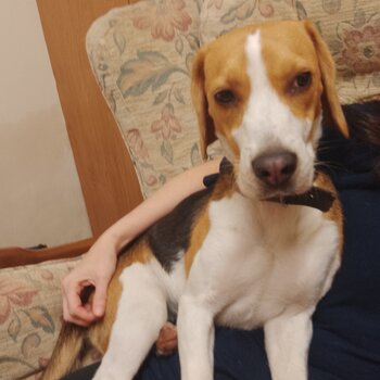 Beagle for good home 