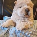 Beautiful Chow Chow puppy -1