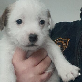 Yorkie/ Jack russell pups