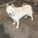 Dog for sale-1