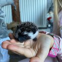 Baby African Pygmy hedgehog for sale male and female 8 weeks old -2