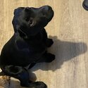 Black female Labrador -0