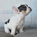 Well Trained Precious French Bulldog Puppies.-0