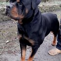 Rottweiler pups-4