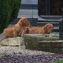 Dogue de Bordeaux puppies-0