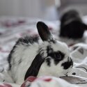 Purebred mini lops-1