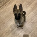 Akita Shepard -1